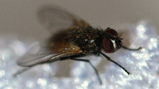 Stubenfliege (10).jpg